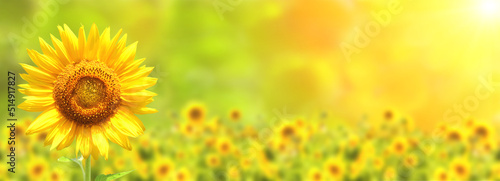 Sunflower on blurred sunny nature background. Horizontal agriculture summer banner with sunflowers field