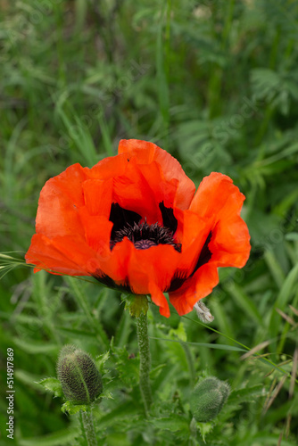 red poppy in a field