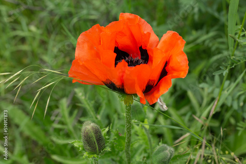 red poppy flower
