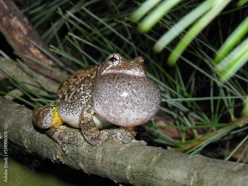 Tree Frog 2