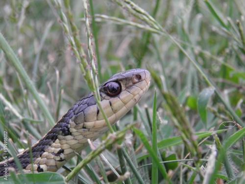 Garter Snake