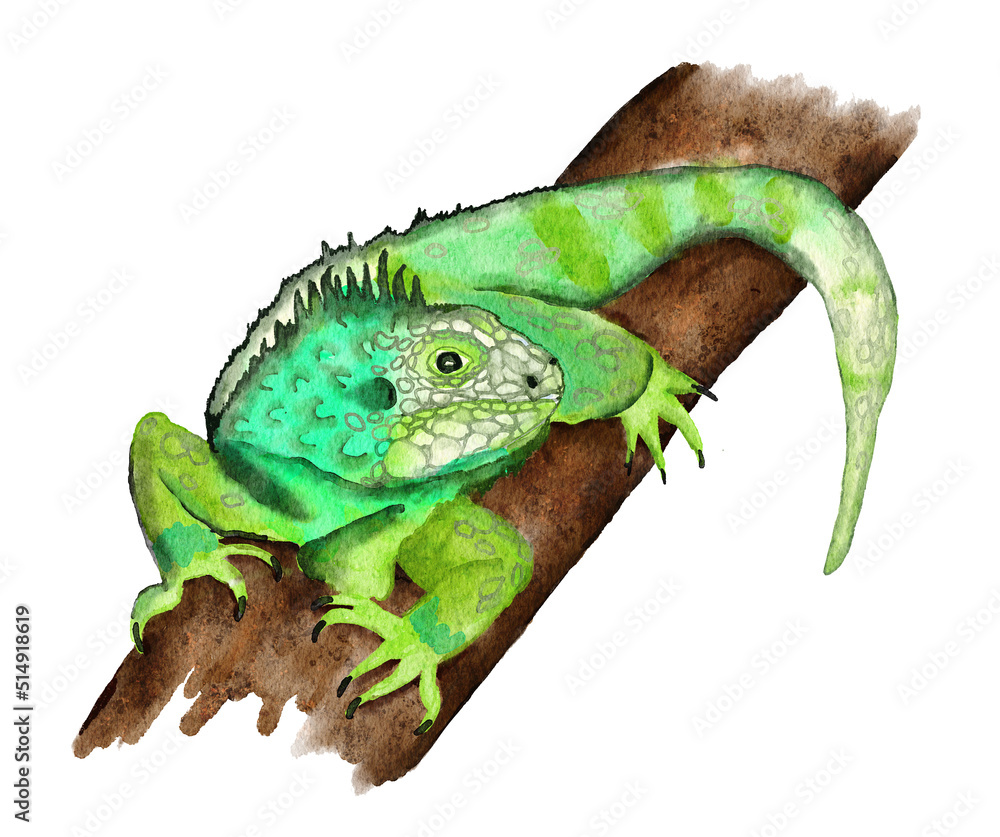 Fototapeta premium Watercolor hand drawn illustrationof tropical green iguana on a jungle tree rainforest branch. Replite lizard in wild nature wildlife endangered species, reptilian pet fauna.