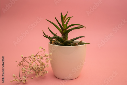 Flowers in a white pot on a pink background