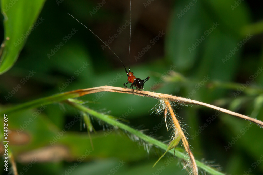 a small black grasshopper in the garden in the afternoon a small black grasshopper in the garden in the afternoon