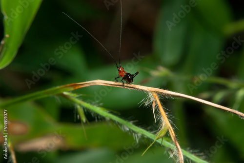 a small black grasshopper in the garden in the afternoon © Ishaq