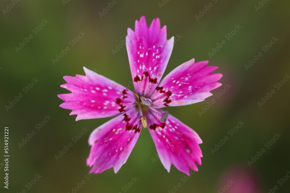 Dianthus seguieri, a beautiful small purple flower Dianthus seguieri, a beautiful small purple flower