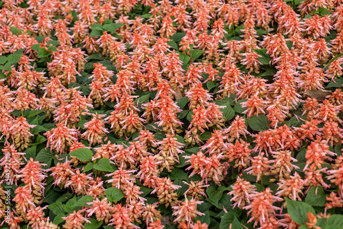 Field of orange salvia flowers