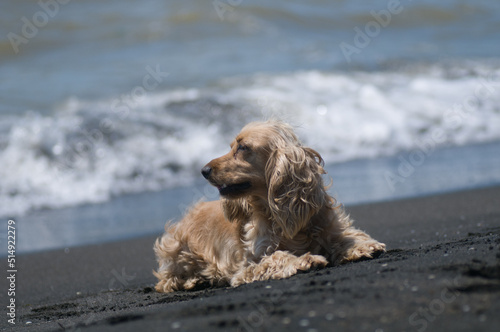 golden retriever dog on beach