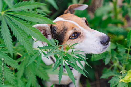 Canvas Print training of service dogs to search for cannabis plants