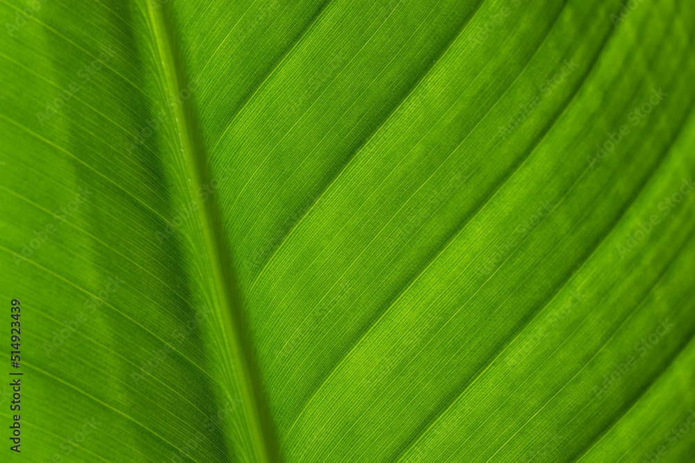Green leave texture pattern close up Green leave texture pattern close up