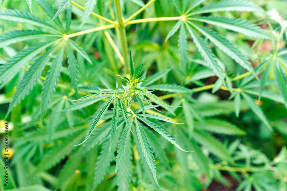 adult hemp plant. illegal cultivation of cannabis. narcotic plant. crime. drug trafficking law. adult hemp plant. illegal cultivation of cannabis. narcotic plant. crime. drug trafficking law.
