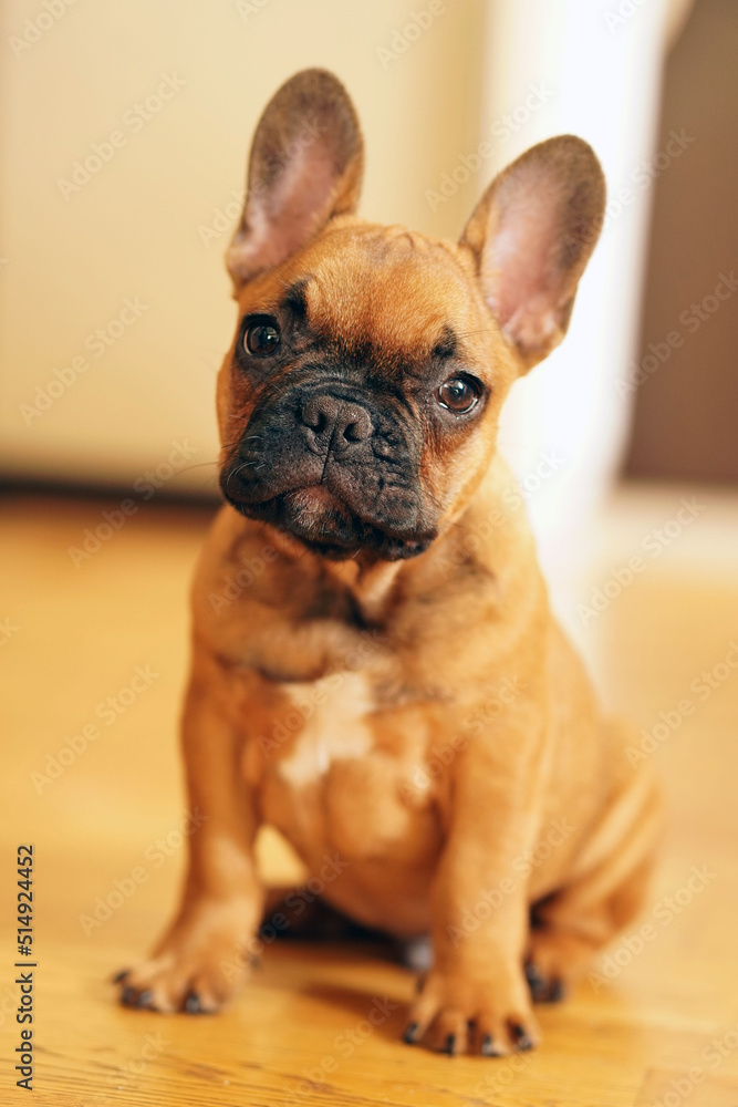  French bulldog puppy portrait, looking at camera.