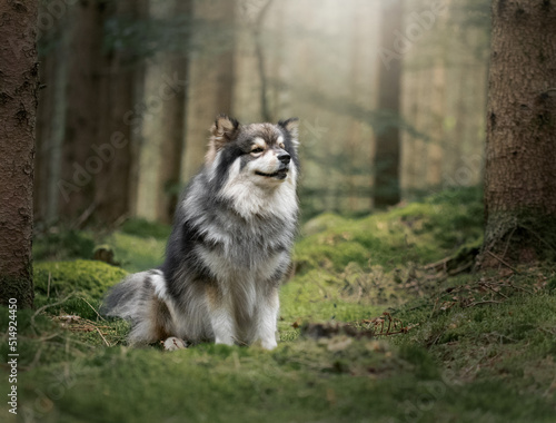 Portrait of a Finnish Lapphund dog outdoors