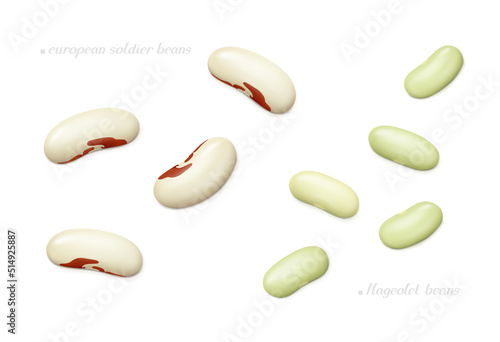 Several flageolet and European soldier (red eye) beans isolated on white background. Top view. Realistic vector illustration. photo