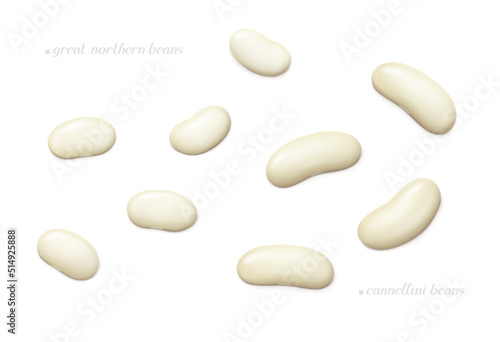Several great northern and cannellini (white kidney) beans. Top view. Realistic vector illustration.