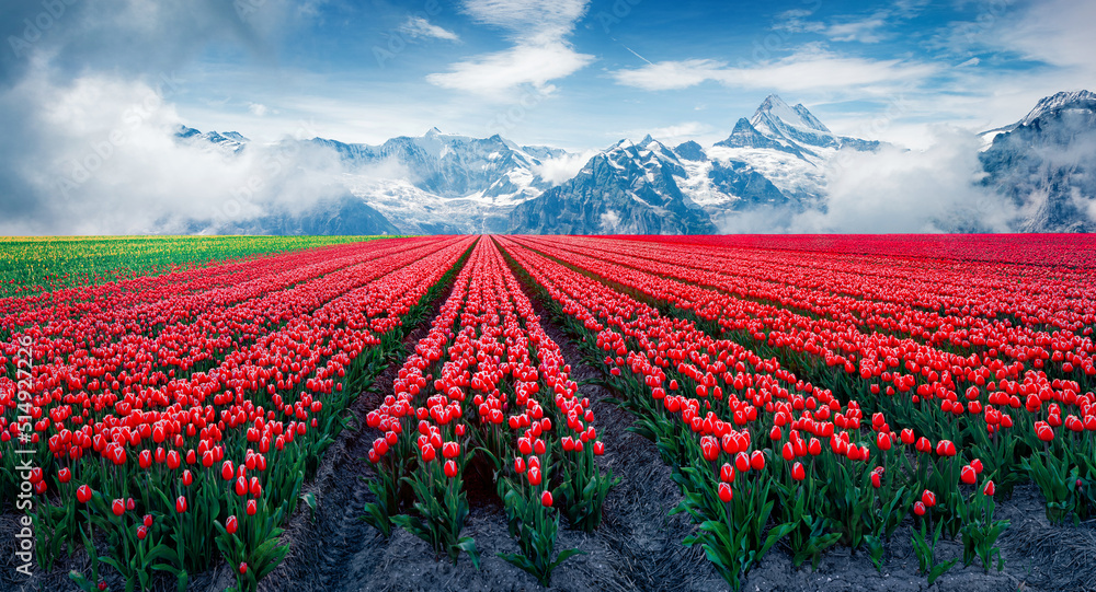 Blooming red tulips flower in the foothills of snowy mountains. Creative collage of picturesque countryside. Beauty of nature concept background.