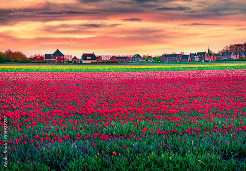 Fantastic spring sunset with fields of blooming red tulip flowers. Superb outdoor scene in Nethrlands, Lisse village location, Europe. Beauty of nature concept background.