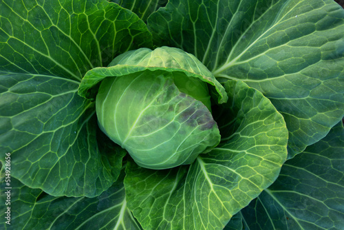 Fresh green cabbage  vegetarian food  natural background.
