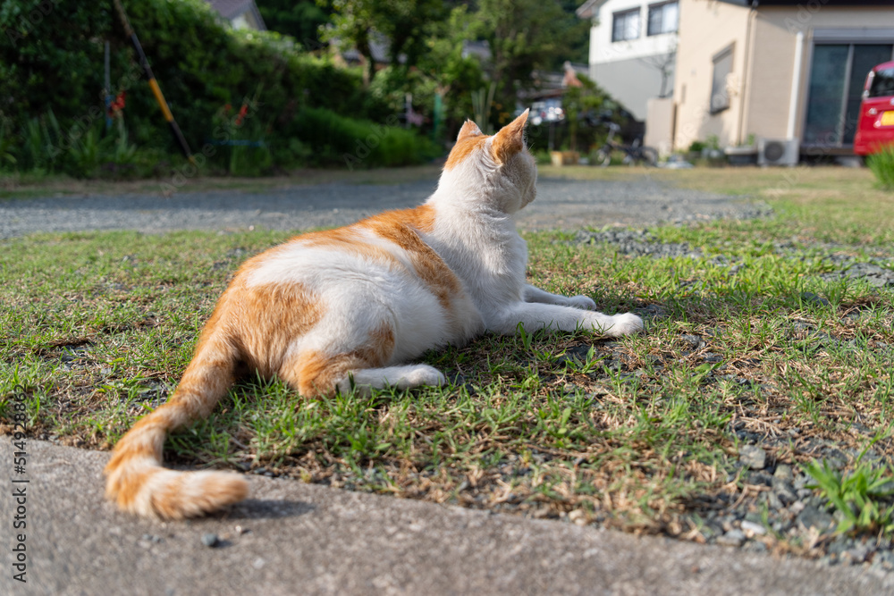 くつろぐ猫 茶白猫 くつろぐ猫 茶白猫