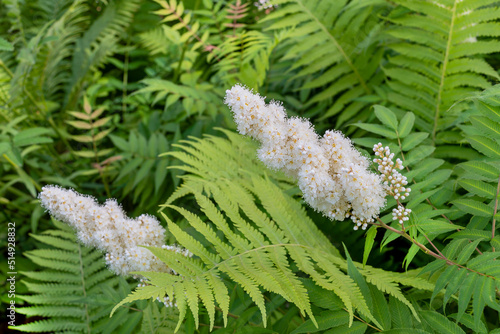 A lush inflorescence with white flowers of an ornamental shrub of Sorbaria sorbifolia Sem against a background of green foliage. Photo for catalog of plants. Garden center or plant nursery. Close-up.