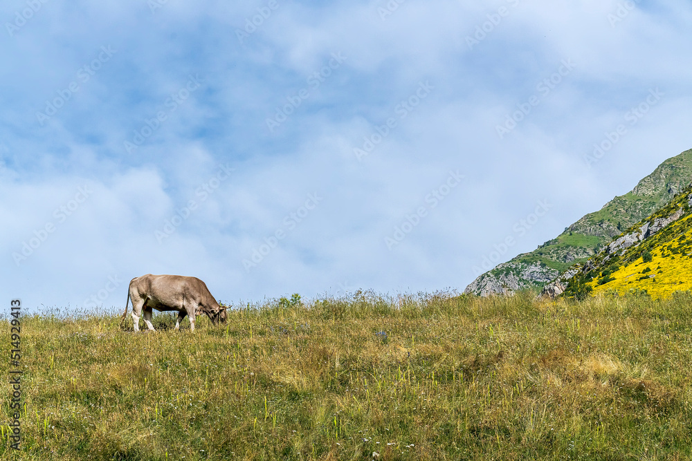 Cow grazing in the Ordesa and Monte Perdido National park.