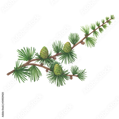 Close-up green branch with pine cones of European larch tree (Larix decidua, karamatsu). Watercolor hand drawn painting illustration isolated on white background. photo