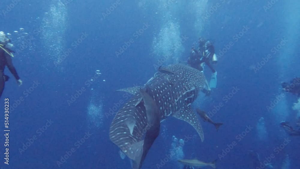 Whale shark plays with scuba divers bubbles in Koh Tao, Chumphon, Thailand. Whale shark plays with scuba divers bubbles in Koh Tao, Chumphon, Thailand.