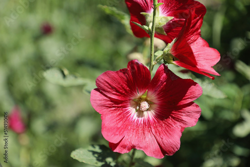 Fototapeta Naklejka Na Ścianę i Meble -  Red hibiscus flower in garden