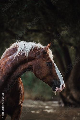Black forest horses