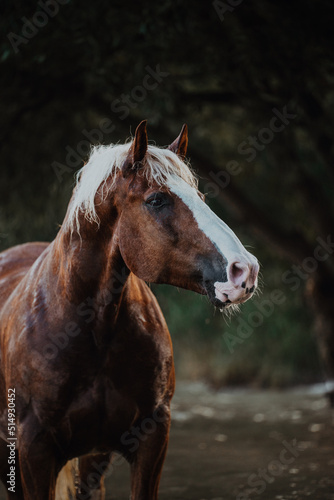 Black forest horses