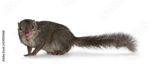 Northern Treeshrew aka Tapaia Belangeri, standing side ways showing tail and mouth open like smiling. Looking straight to camera. Isolated on a white background. photo