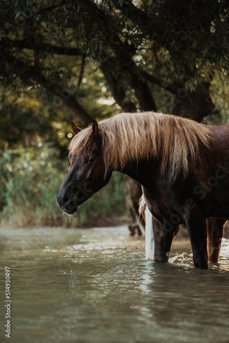 Black forest horses