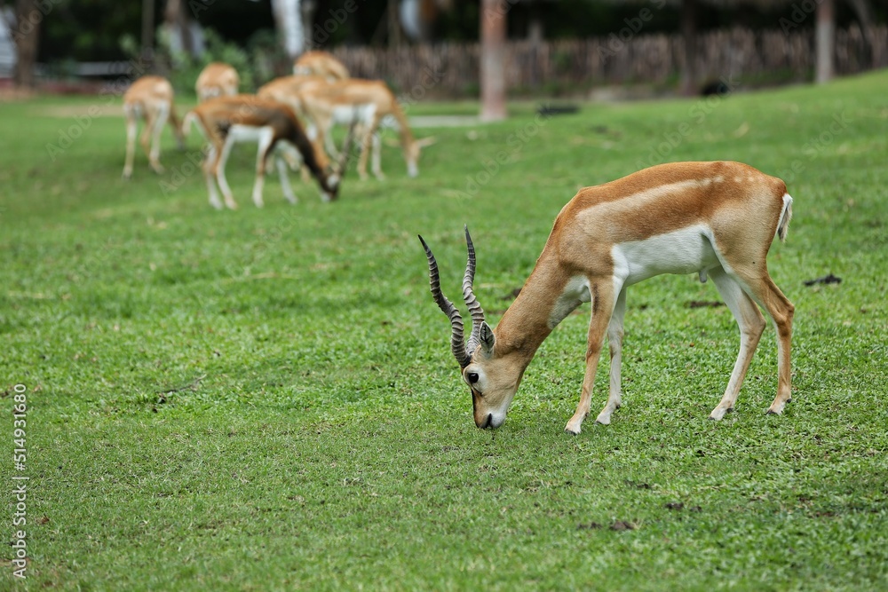 A brown male antelope standing on a green grass stone near a herd.