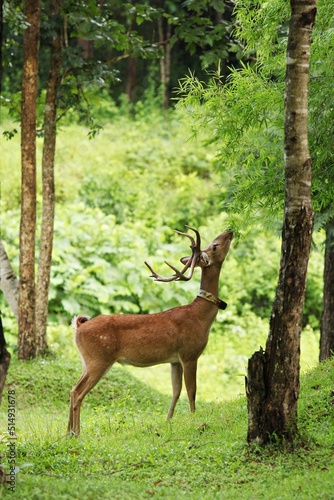 Brow-antlered Deer  Thamin  Rucervus eldii thamin  have dark hair color The tip of the mountain has fewer branches. and most of them do not have branches extending up around the body.