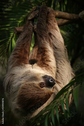 Two-toed Sloth (Choloepus didactylus) All four arms and legs were the same length. two bent nails gray-brown fur