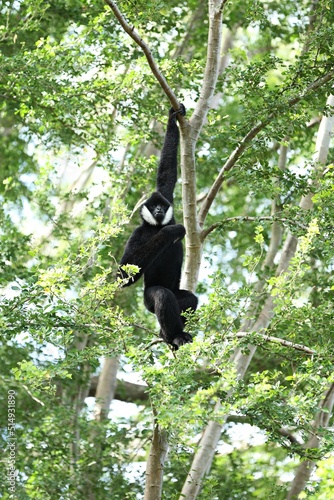 Critically Endangered species Northern White-Cheeked Gibbon or Nomascus leucogenys, male is black with white fur on the cheeks.