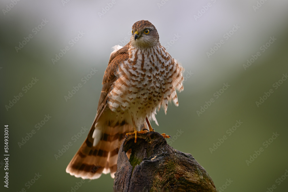Fototapeta premium Sparrowhawk, Accipiter nisus, sitting green tree trunk in the forest, back light. Wildlife animal scene from nature. Hawk bird in the winter forest habitat, Germany, Europe.