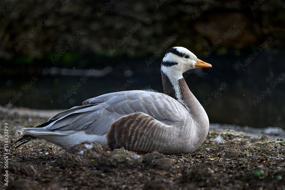 Bar-headed goose, Anser indicus, goose from Central Asia in colonies of thousands near mountain lakes. White grey black duck in the nature habitat, China, Asia. Bar-headed goose, Anser indicus, goose from Central Asia in colonies of thousands near mountain lakes. White grey black duck in the nature habitat, China, Asia.