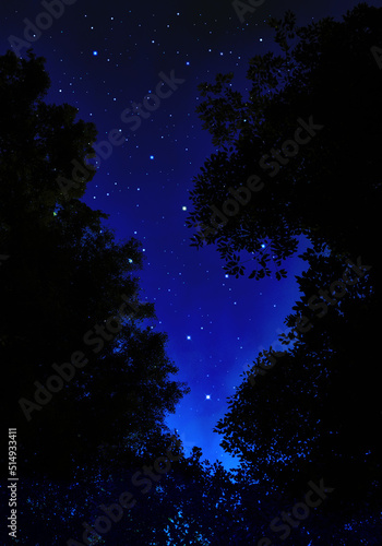 樹木のシルエットの隙間から広がる、星空の創造アート © AGRX