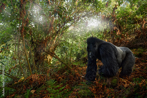 Gorilla - wildlife close-up portrait . Mountain gorilla, Mgahinga National Park in Uganda. Detail head portrait with beautiful eyes. Wildlife scene from nature. Africa. mammal in green vegetation.