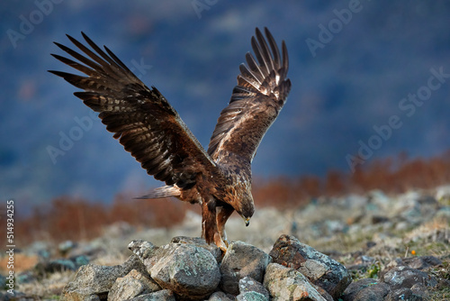 Eastern Rhodopes rock with eagle. Flying bird of prey golden eagle with large wingspan, photo with snowflakes during winter, stone mountain, Rhodope Mountains, Bulgaria wildlife. Eagle sunset.