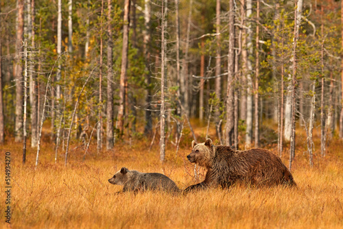 Mother with young. Brown bear hidden in yellow forest. Autumn trees with bear, evening light. Beautiful brown bear walking around lake, fall colours.