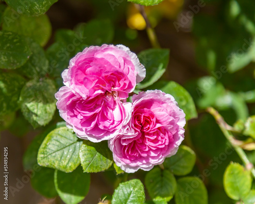 Flowers in an urban environment