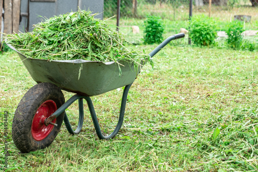  A cart with grass stands in the yard, after mowing the site. Photo for registration of agronomic materials