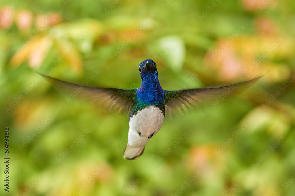 Obraz premium Wildlife Costa Rica. White-necked Jacobin, Florisuga mellivora, blue and white little bird hummingbird flying next to beautiful orange flower with green and orange forest background, Costa Rica