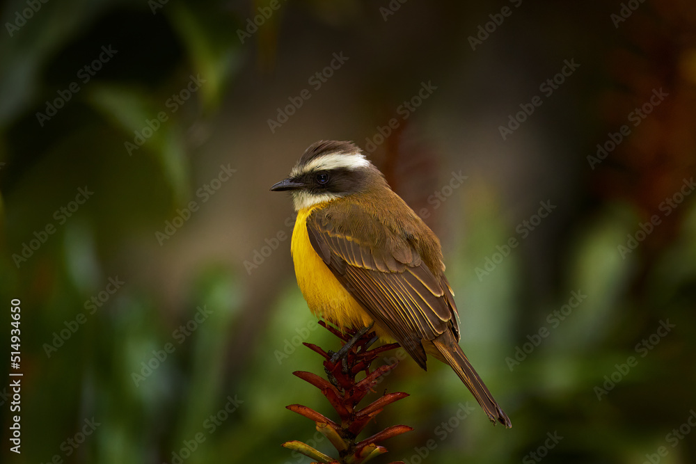 Fototapeta premium Social flycatcher, Myiozetetes similis, passerine bird from the Americas, large tyrant flycatcher family. Brown yellow bird sitting on the flower in the dark forest, Volcan Poas NP, Costa Rica.