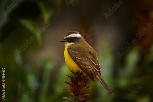 Social flycatcher, Myiozetetes similis, passerine bird from the Americas, large tyrant flycatcher family. Brown yellow bird sitting on the flower in the dark forest, Volcan Poas NP, Costa Rica.