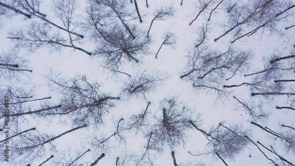 Drone takes off over the treetops forest. Drone is taking off over the trees in the forest in the winter. Done takes off over the tops of birch trees in the forest. Beautiful Snowy forest from high. Drone takes off over the treetops forest. Drone is taking off over the trees in the forest in the winter. Done takes off over the tops of birch trees in the forest. Beautiful Snowy forest from high.