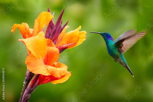 Green Violet-ear, Colibri thalassinus, hummingbird with green leaves in natural habitat, Panama.