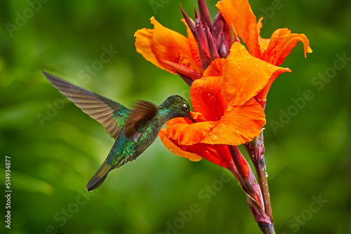 Costa Rica wildlife. Talamanca hummingbird, Eugenes spectabilis, flying next to beautiful orange flower with green forest in the background, Savegre mountains, Costa Rica. Bird fly  in nature.